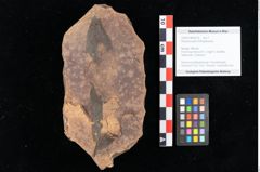 Foto (Objekt + Etikett) von Rhytisma pythii Ettingshausen (NHMW-GEO-2024-0188-0078)